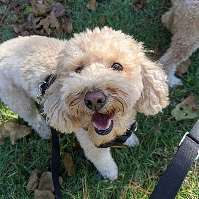 Dog Walking Services, Pinehurst NC, Your Pet Care Connection