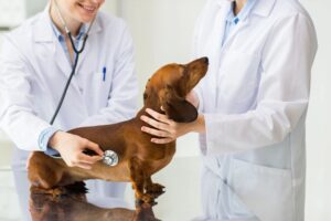 Heartworm vet checkups