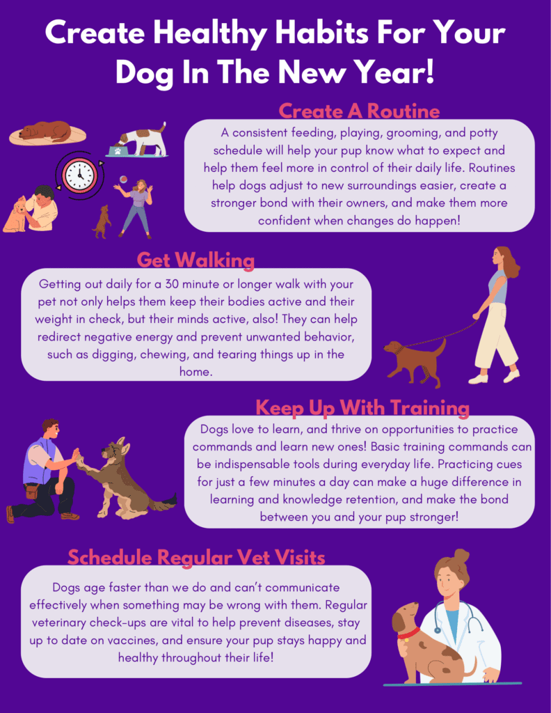 Start The Year Out Right, With A Good Dog Walking Routine