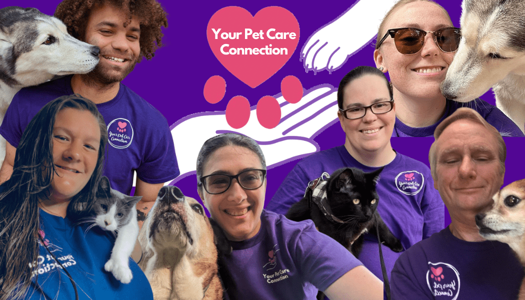 Meet YPCC's Professional Pet Sitters