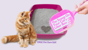 Cat Litter Box Hygiene, With YPCC