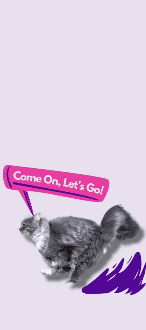 YPCC Pet Sitter Events Calendar, CTA Cat Photo