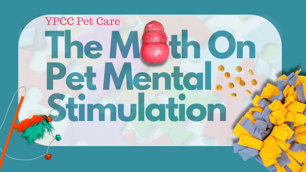 Exercise & Mental Stimulation, For Pinehurst Pet Parents And Their Pets
