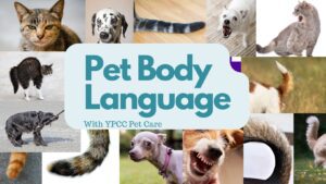 Pet Body Language, With Your Pet Care Connection LLC