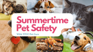 Summertime Pet Safety