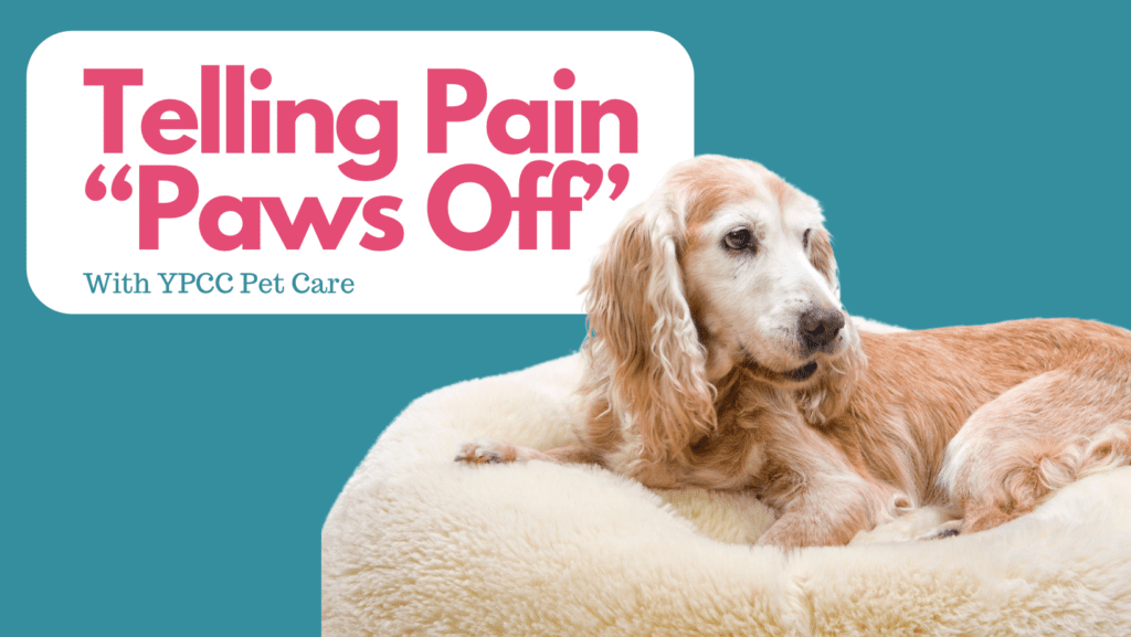 YPCC September Pet Blog: Telling Pain Paws Off