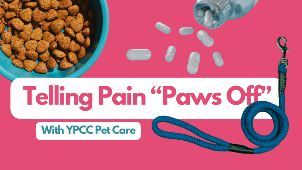 YPCC September Pet Blog: Telling Pain Paws Off