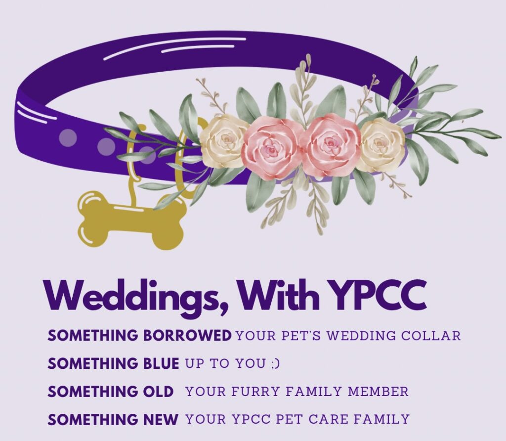 Weddings, With Your Pet, By Your Pet Care Connection