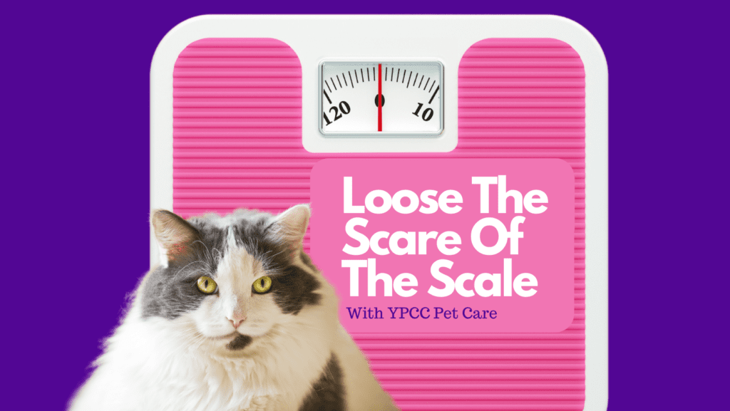 Loose The Scare Of the Scale, With YPCC