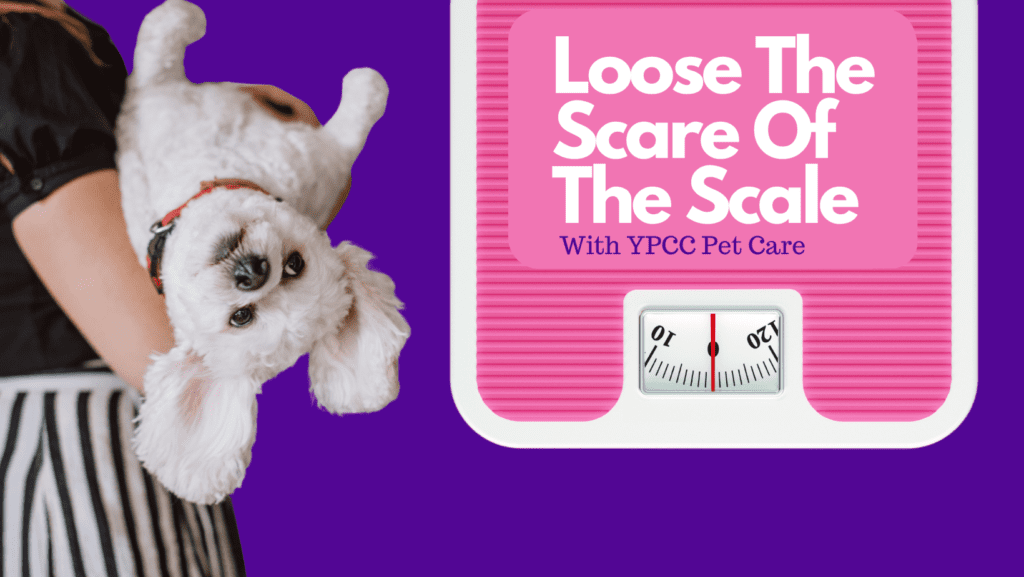 Loose The Scare Of the Scale, With YPCC