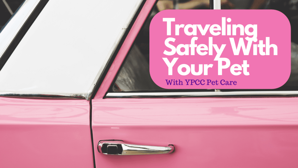 Holiday Pet Travel Safety, With YPCC Pet Care