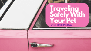 Holiday Pet Travel Safety, With YPCC Pet Care