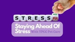 Keep Your Pet Ahead Of Stress, This Holiday Season