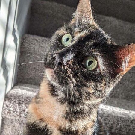 A cat sitting on top of steps looking up.