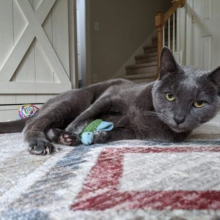 A cat laying on the floor with its paw in it's mouth.