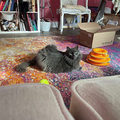 A cat laying on the floor in front of a box.