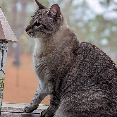 In-Home Cat Sitting Visits