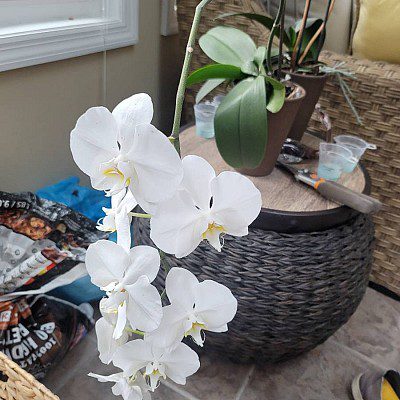 House Sitting & Plant Care Services, Pinehurst NC, Your Pet Care Connection