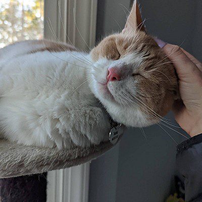 A person petting a cat on the head.