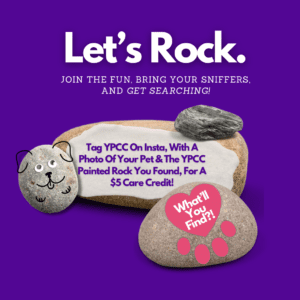 YPCC Events Calendar: Get Active Pet Rock Scavenger Hunts