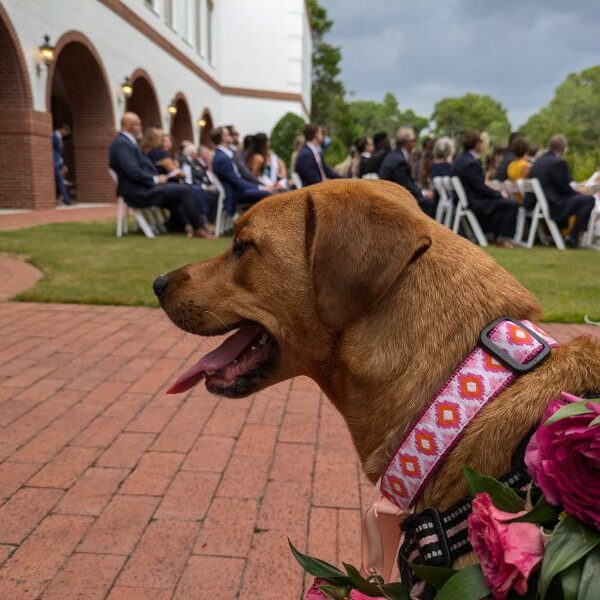 Wedding pet handling services