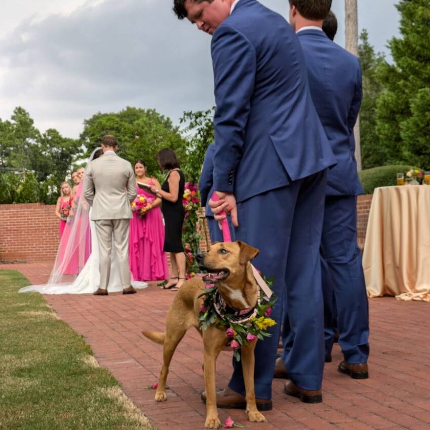 Wedding pet handling services