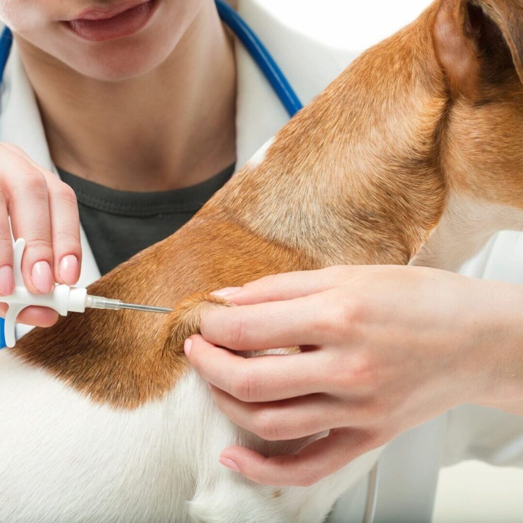 Pet Insulin Injections