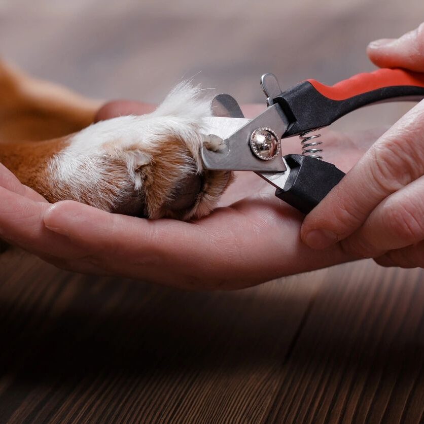 Pet Nail Trim Visit